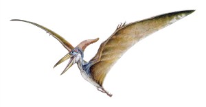 pteranodon_hernandez.jpg